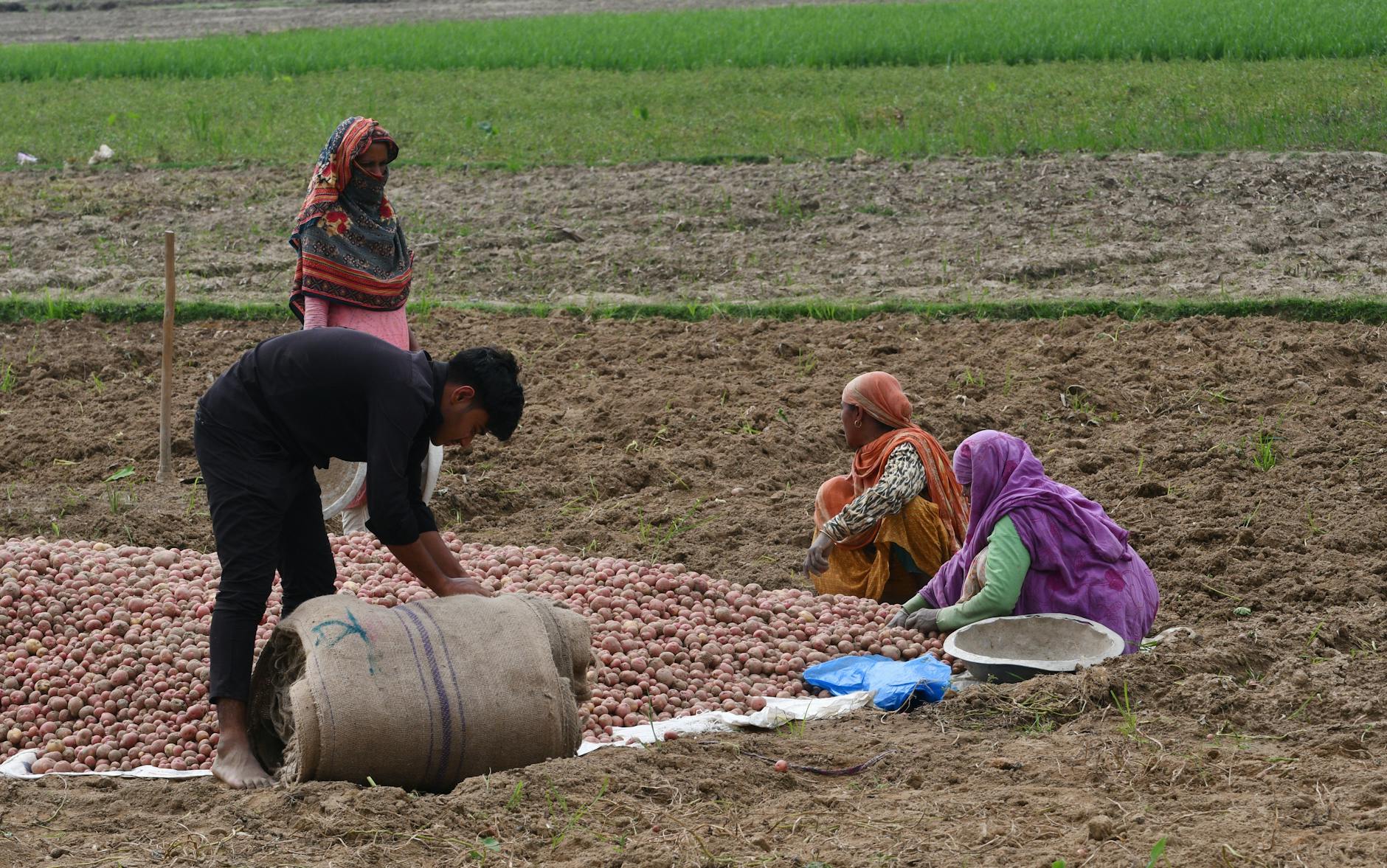 Rolnicy zbierający ziemniaki w polu, tradycyjna praca na roli